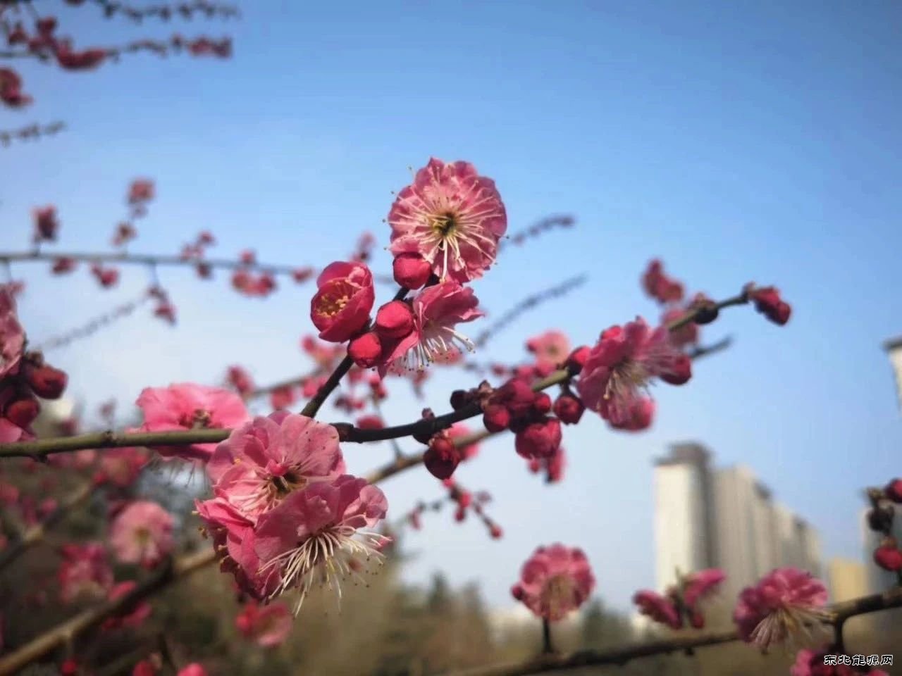 蒲白建庄矿业：桥山脚下 春满建庄