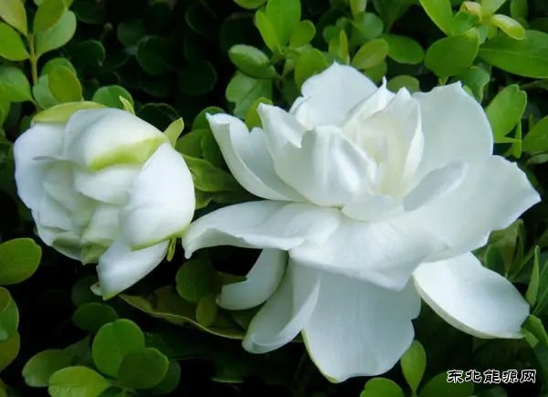 栀子花开