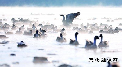 沈阳：万只迁徙候鸟浑河过冬