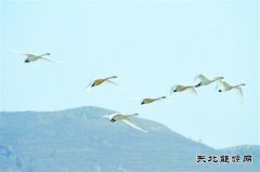 朝阳：白天鹅飞回北票白石湿地