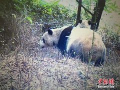 四川千佛山国家级自然保护区首次拍到野外熊猫生活照