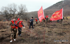 兴凯湖电业局：机关全体人员参加牡丹江管理局义务植树活动