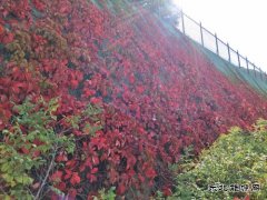 爬山虎红了