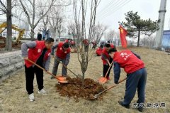 潞安焦化：开展“学党史、植绿树，为团旗添彩”志愿活动