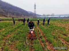 蒲白朱家河煤矿新英皇体育产业中心：生态农业承包记