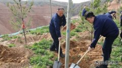 陕煤陕北矿业涌鑫公司：党员植树当先锋，共为矿区添新绿