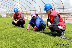 国网黑龙江兴凯湖电业公司：浪花滚滚润田酥 苗齐禾壮展绿装