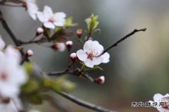 摄影：恰逢春景最美时