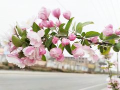锦簇