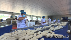 国网义县供电公司：助力乡村鲜食玉米产业振兴