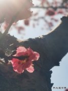 花开的声音