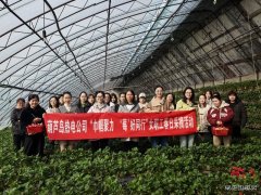 大唐葫芦岛热电公司：春日有约 共享 “莓”好时光
